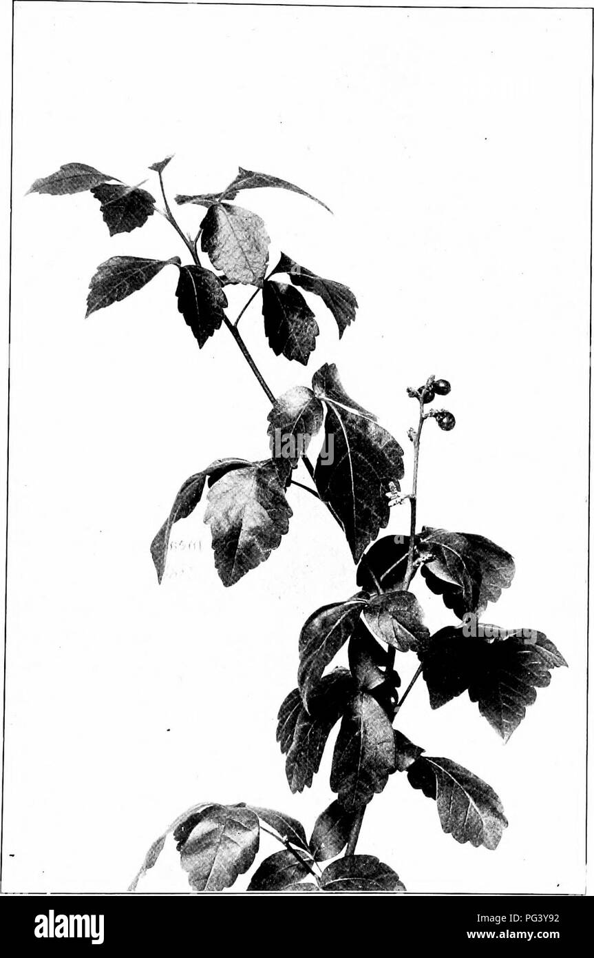 . Our northern shrubs and how to identify them : a handbook for the nature-lover . Shrubs. rxxAGRANT SUMACH. Fragrant Sumach, Rhus aromatica. Leaflets i' lo 2' long.. Please note that these images are extracted from scanned page images that may have been digitally enhanced for readability - coloration and appearance of these illustrations may not perfectly resemble the original work.. Keeler, Harriet L. (Harriet Louise), 1846-1921. New York : Charles Scribner's Sons Stock Photo