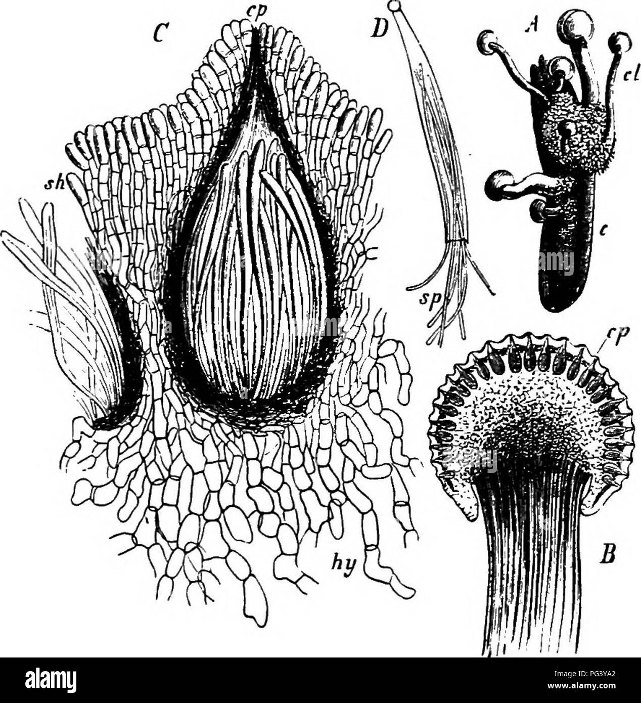 . Comparative morphology and biology of the fungi, mycetozoa and bacteria . Plant morphology; Fungi; Myxomycetes; Bacteriology. CHAPTER V.—COMPARATIVE REVIEIV.—ASCOMVCETES. 227 formed closely woven thallus-structures (see page 43), which cause roundish red spots about I cm. in diameter in the still living green leaf; spermogonia and archicarps- make their appearance in the spots in the course of the summer. The Fungus does not go beyond the complete development and subsequent fertilisation of the archicarps during the summer, but falls to the ground in autumn with the leaf, and there the furth Stock Photo