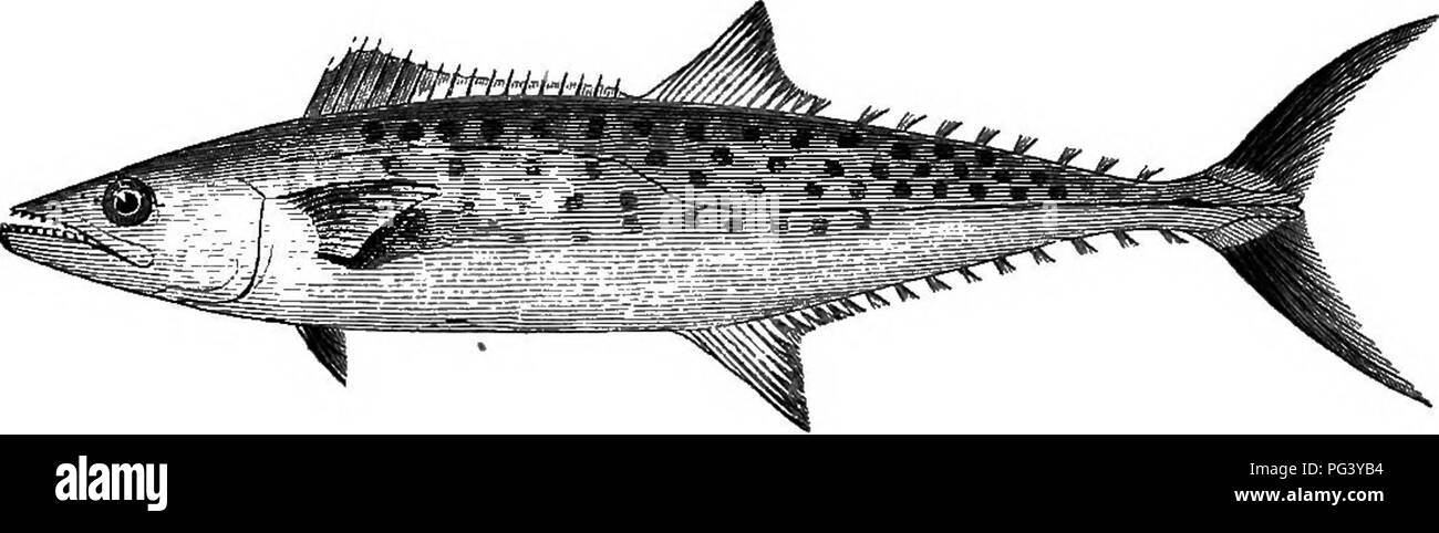 . The American angler's book: embracing the natural history of sporting fish, and the art of taking them. With instructions in fly-fishing, fly-making, and rod-making; and directions for fish-breeding. To which is appended, Dies piscatoriae: describing noted fishing-places, and the pleasure of solitary fly-fishing. Illustrated with eighty engravings on wood. Fishing; Fishes. 296 AMERICAN ANGLER'S BOOK.. SPANISH MACKEEBL. BAY MACKEREL. Cybium maculatum: Cuvier. No adequate idea of this graceful and- brilliant fish can be conveyed by description or engraving, to one who has not seen it. Its body Stock Photo