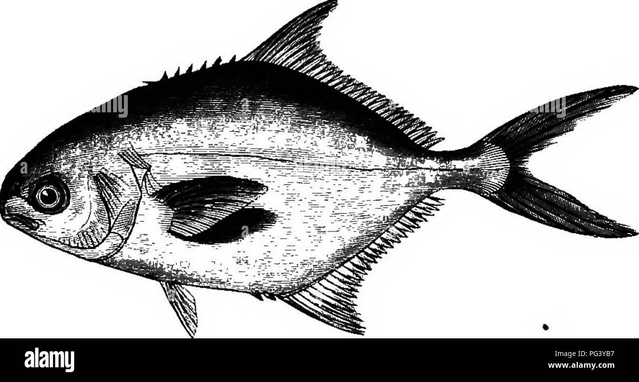 The American Angler S Book Embracing The Natural History Of Sporting Fish And The Art Of Taking Them With Instructions In Fly Fishing Fly Making And Rod Making And Directions For Fish Breeding To Which Is The American Angler S Book Embracing The Natural History Of Sporting Fish And The Art Of Taking Them With Instructions In Fly Fishing Fly Making And Rod Making And Directions For Fish Breeding To Which Is