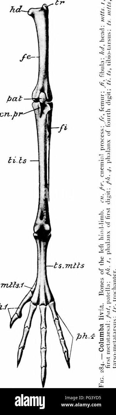 . A manual of zoology. PHYLUM CHORDATA 4/1 backwards from their dorsal or acetabular ends, and lie nearly parallel. Neither is- chium nor pubis unites ven- trally with its fellow to form a symphysis. In the hind-limb the femur (Fig. 2&amp;^,fe) is a compara- tively short bone. Its proxi- mal extremity bears a promi- nent trochanter (tr) and a rounded head (hd). Its dis- tant end is produced into pulley-like condyles. Articu- lating with the femur is a very long bone, the tibio- tarsus (ti. ts) ; its distal end is pulley-like, not concave like the corresponding ex- tremity of the tibia of other Stock Photo