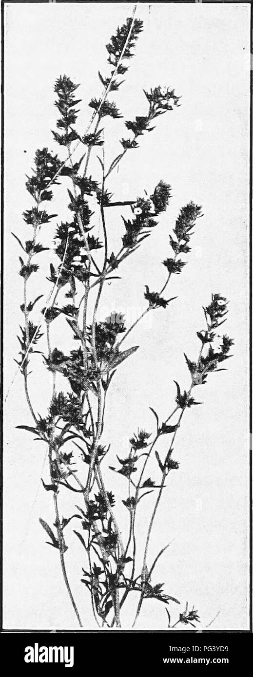 . Culinary herbs : their cultivation harvesting curing and uses . Herbs; Sustainable agriculture. 130 CULINARY HERBS. Dainty Summer Savory pean perennial of the Umbellif er£e, common along rocky sea coasts and cliffs beyond the reach of the tide. Frotn its creeping rootstocks short, sturdy, more or less widely branched stems arise. These bear two or three thick, fleshy segmented leaves and umbels of small whitish flowers, followed by yellow, elliptical, convex, ribbed, very light seeds, which rarely retain their germinating power more than a year. In gardens the seed is therefore gener- ally s Stock Photo