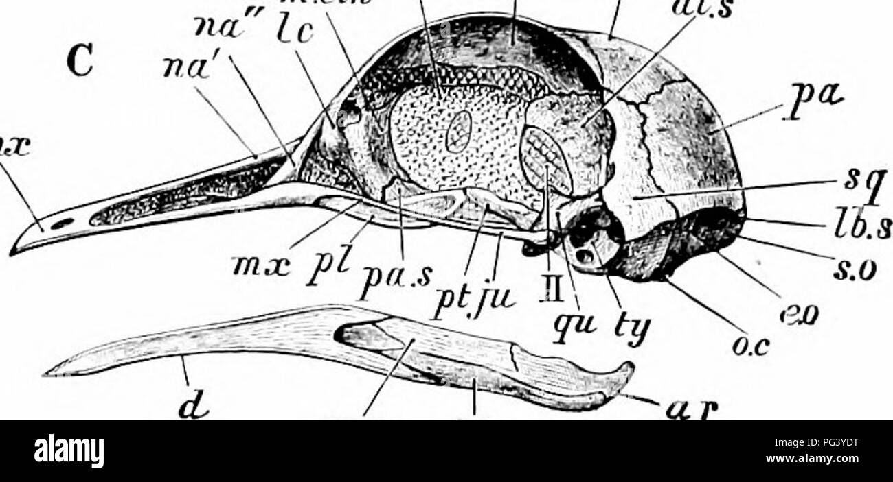 . A manual of zoology. r *% lt  , i.o.s wfr p n.etlh  I ''i. S.0.71 €LTb -,. 270. — Columba livia. Skull of young specimen. A, dorsal; B, ventral; C, left side. al. s, alisphenoid; a?i, angular; ar, articular; b o, basi-occipital; d. dentary; e. 0, ex-occipital; en, aperture of Eustachian tube;/&quot;, m, foramen magnum; fr, frontal; /. o. s, inter-nrbital septum; j?t, jugal; tc, lachrymal; lb. s, lambdoidal suture; m. eth, mesethmoid; ntxt maxilla; mx.p, maxillo-palatine process; na, na', na&quot;, nasal; o. c, occipital condyle; or. fr, orbital plate ot frontal; pa, parietal; pa. s, parasp Stock Photo