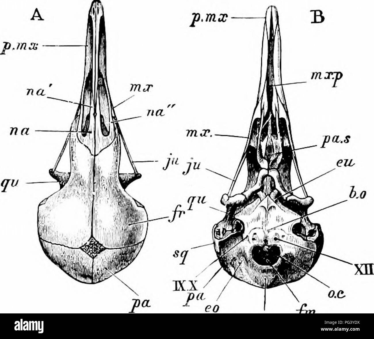 . A manual of zoology. 466 MANUAL OF ZOOLOGY istic parts of the bird's skeleton. It is a broad plate of bone produced ventrally, in the sagittal plane, into a deep keel or carina sterni (car), formed, in the young bird, from a separate centre of ossification. The posterior border of the sternum presents two pairs of notches, covered, in the recent state,. r *% lt  , i.o.s wfr p n.etlh  I ''i. Please note that these images are extracted from scanned page images that may have been digitally enhanced for readability - coloration and appearance of these illustrations may not perfectly resemble t Stock Photo