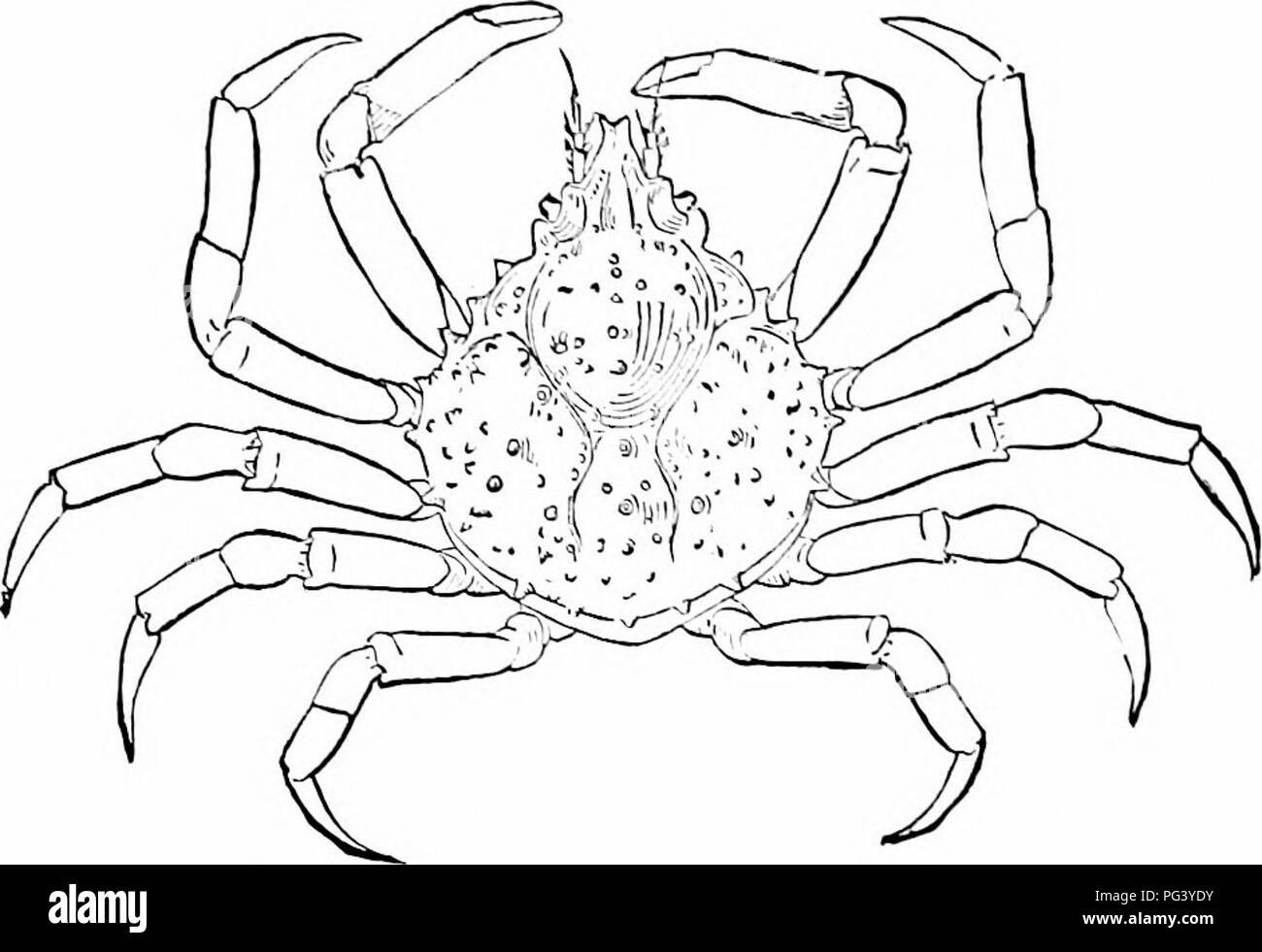 cephalothorax crab