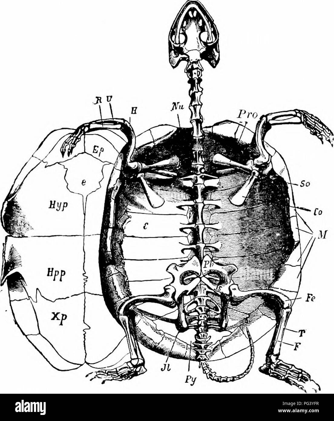 . A manual of zoology. 442 MANUAL OF ZOOLOGY of wide flaps of skin at the sides of the body, acting as wings or rather as parachutes. In Hatteria and Crocodilia (Fig. 264) each rib has connected with it posteriorly a flat- tened curved cartilage, the uncinate.. Fig. 265.—CistudO lutaria. Skeleton seen from below: the plastron has been removed and is represented on one side. C. costal plate; Co, coracoid: e, ento- plastron; Ep, epiplastron; F, fibula; Fe, femur; H, humerus; //, ilium; Is, ischium; M, marginal plates; Nu, nuchal plate; Pb, pubis; Pre, pro-cora- coid; Py, pygal plates; R, radius; Stock Photo