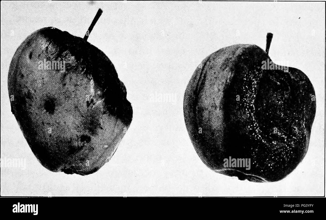 . Fungous diseases of plants : with chapters on physiology, culture methods and technique . Fungi in agriculture. ASCOMYCETES 273 Illinois amounting to $1,500,000. Apple growers have become so thoroughly informed as to the destruction of this disease that they have to a large extent adopted the remedies recommended as a result of recent investigations, and steps are now very generally taken to control this fungus. This general interest which has been awakened will doubtless tend to diminish losses in future years. Parts of the plant affected. Upon the apple the bitter rot fungus is active chie Stock Photo
