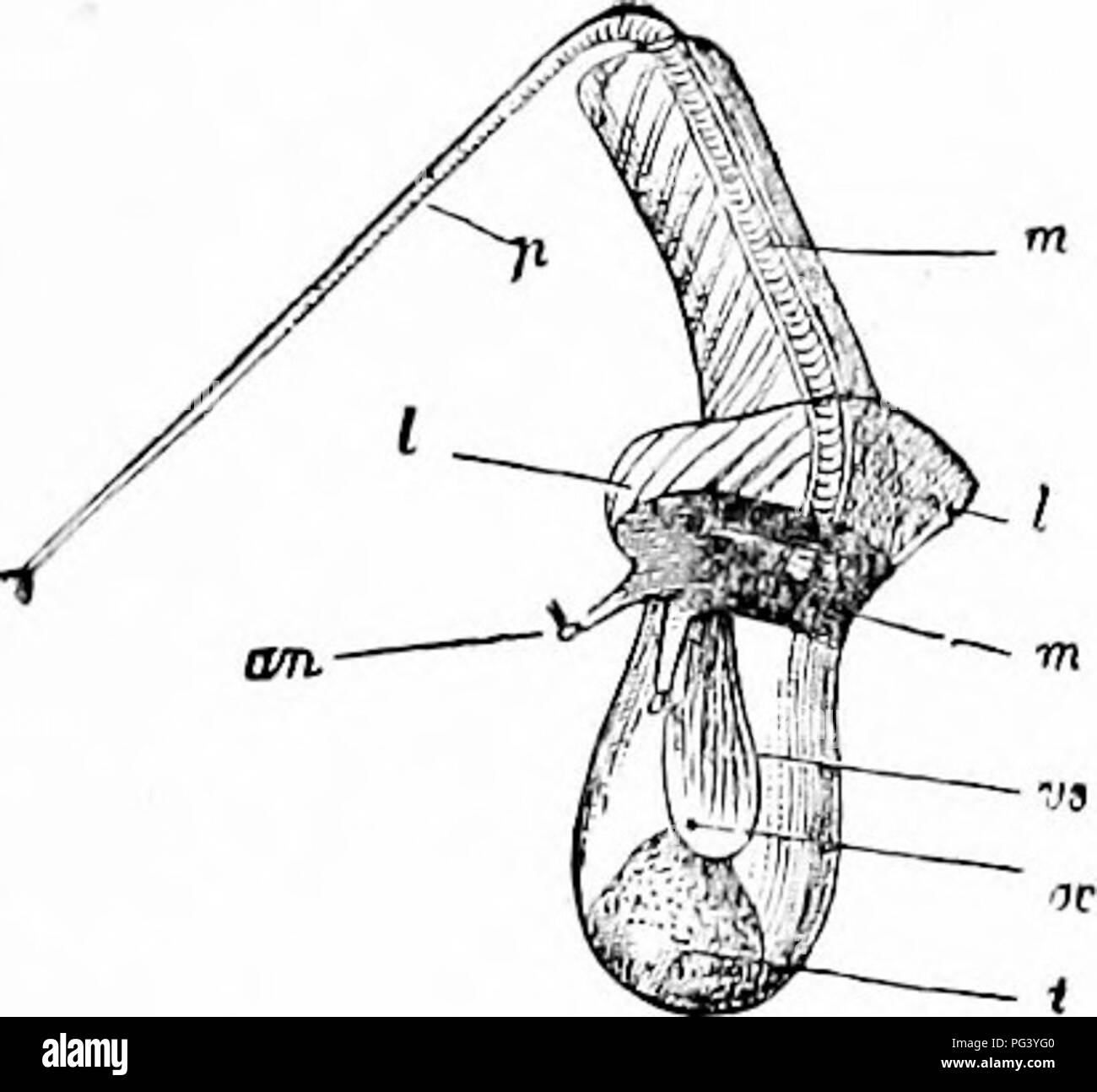 . A manual of zoology. Zoology. I. CRUSTACEA: CIRRIPEDIA 373 with few exceptions, in contrast to most otlier arthropods, are hermaphro- ditic, a condition possibly correlated with their sedentary life and the con- sequent need of self-impregnation. The testes lie in the sides of the body; the ovaries in the Lepadids are in the stalk, in the Balanids in the basal plate. In cases of several solitary hemaphrodite species complementary dwarf males occur. These are very small, purely male forms, with ex- tremely simple structure (fig. 392), which live inside the mantle cavity near the genital openi Stock Photo