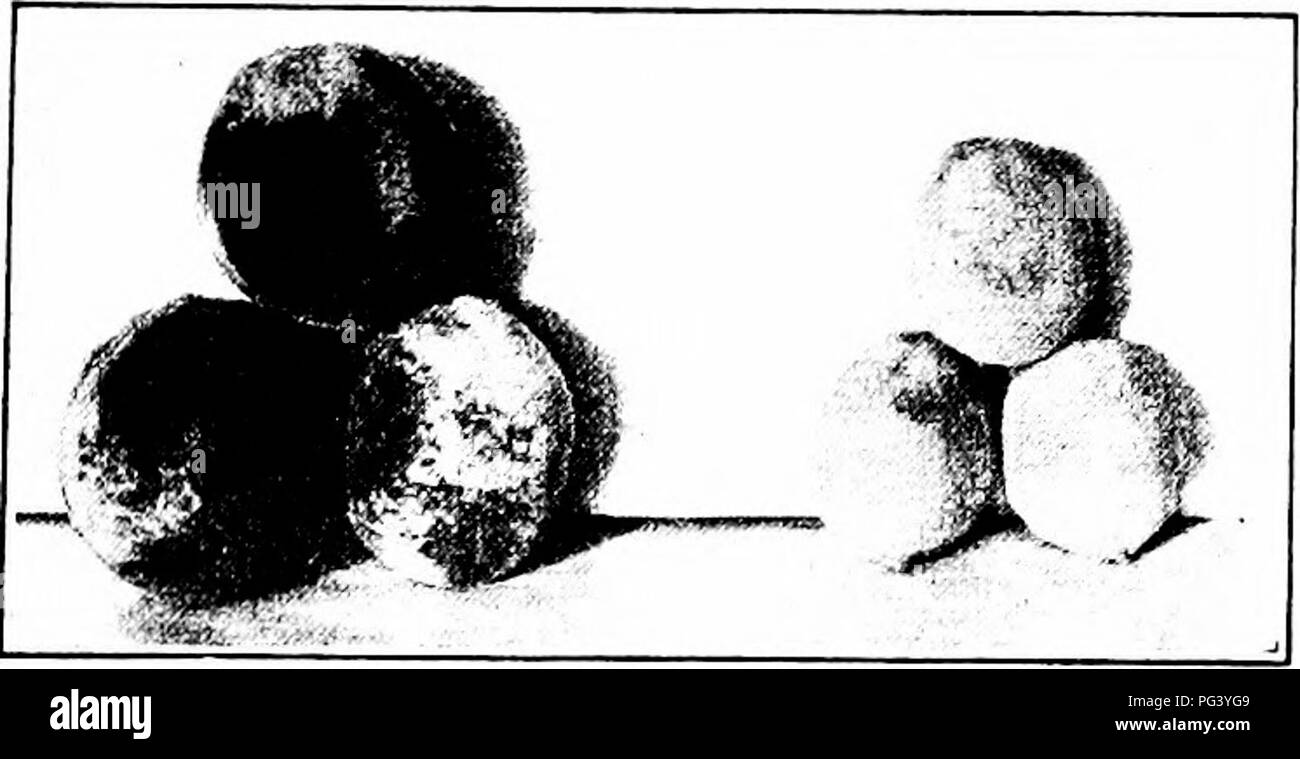 Peach ripening Black and White Stock Photos & Images - Alamy