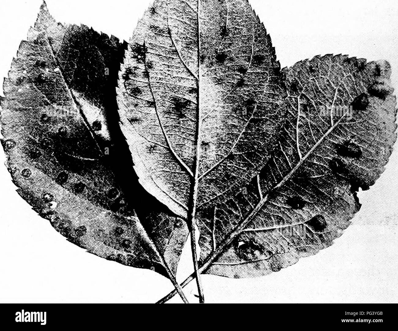 Lower Case F High Resolution Stock Photography and Images - Alamy