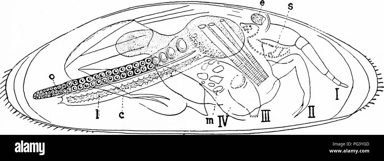 . A manual of zoology. Zoology. I. CRUSTACEA: CIRRIPEDIA 371 Sub Class IV. Ostracoda. Like the Cladocera and the Estheriidoe the Ostracoda are enclosed in a bivalve shell, which, when closed, includes not only the body but the head and appendages as well, these being protruded when the shell is opened. The valves are closed by an adductor muscle, opened l^y a hinge ligament like that of lamellibranchs. This resemblance to the molluscs is heightened by lines of growth upon the shell. The antennae.. Fig. 3S9.—Cypris fasciatus, adult female (after Claus). I-IV, appendages; c, furca; e, eye; I, li Stock Photo