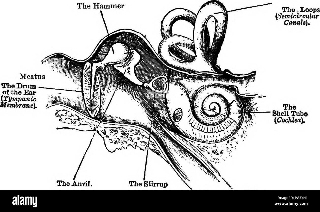 Ear Trumpet High Resolution Stock Photography and Images Alamy