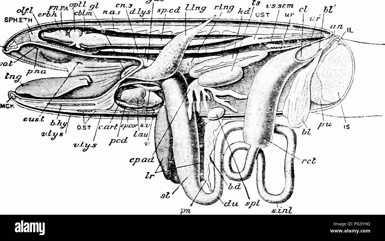 . A manual of zoology. PHYLUM CHORDATA 4i7 well-developed digits, and on the tibial side of the first is a spur-like structure or calcar (C), formed of three bones, a metatarsal and two phalanges : such a rudimentary digit is called a pre-ha/Iux. The mouth leads into a wide buccal cavity having in its roof the posterior nares (Fig. 251,/. na), a pair of projec- tions due to the downward bulging of the large eyes, and the gut. Fig. 251.—Rana temporaria Dissection from the left &gt;ide: the viscera somewhat displaced, an, anus; b.d, bile duct; b. ky, body of hyoid; bl, urinary bladder; bl'', its Stock Photo