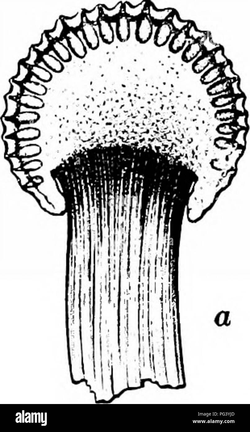 . Fungous diseases of plants : with chapters on physiology, culture methods and technique . Fungi in agriculture. 246 FUNGOUS DISEASES OF PLANTS Germination really consists in absorption of water, increase in size of the sclerotial mass, and the pushing into growth, some- times from many different points on the sclerotium, of compact masses of hypha?, which develop into sporo- phores. These sporophores may be from one fourth to one inch in height, and they bear at the summit head-shaped stromata within which the perithecia are differentiated. A cross sec- tion of the head-shaped stroma is show Stock Photo