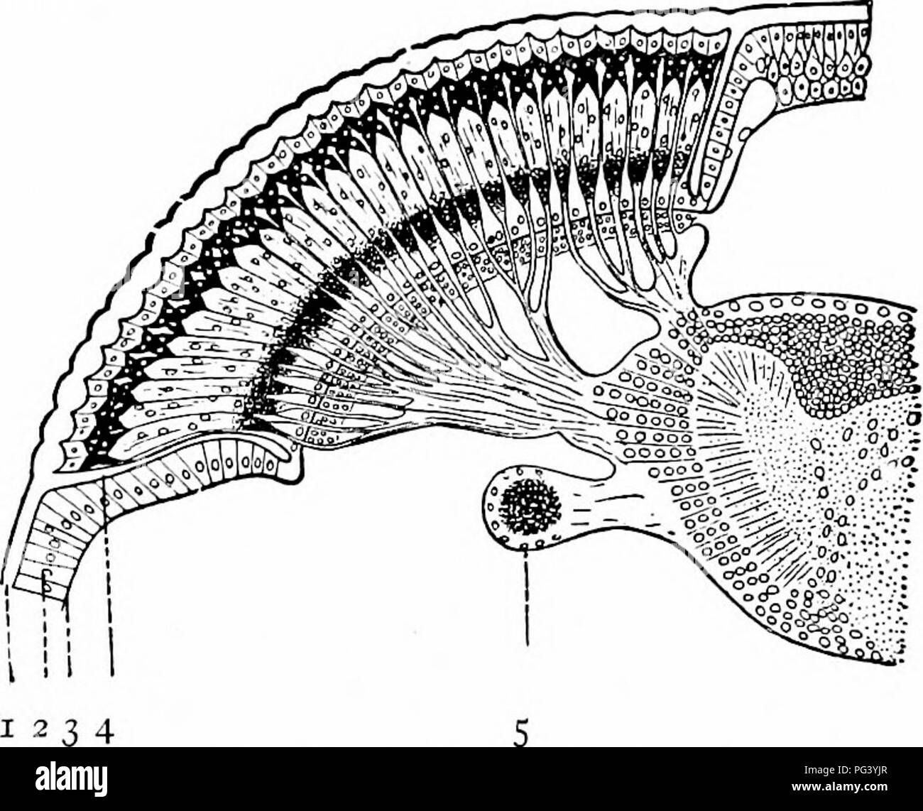 . A manual of zoology. Zoology. 450 7 Fig. 371.—Diagrammatic section