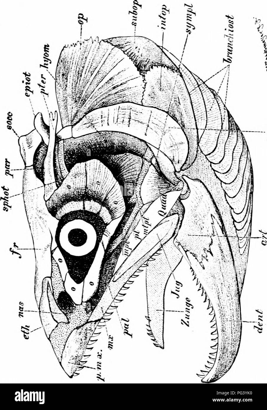 . A manual of zoology. PHYLUM CHORDATA 401 and the latter in Brazil and the Guyanas. Some Teleostomi are toothless, but in most instances teeth are present, and 3 *-&gt; â l^ili- s 5 T^ â 7 ^ t ^ % ?4 o-H-Â° J /  S 2 a 0$ Â«: V â &quot;;&quot;--Vy^ ^J*&quot; - u &gt;, mmW ,t.. - &gt;!* â¢^ *&quot; &quot;&quot; Â« *C ^M â . , : f i&gt;â&quot;3 o.'S' %Â« 8n r^t =^&amp; Â£ â¢ *Â» IT c S i- - i ** â = E &quot;â&quot;3. may be of the developed, not only on the pre-maxilla and maxilla upper jaw, and the dentary of the lower, but on a 2 L&gt;. Please note that these images are extracted from scan Stock Photo