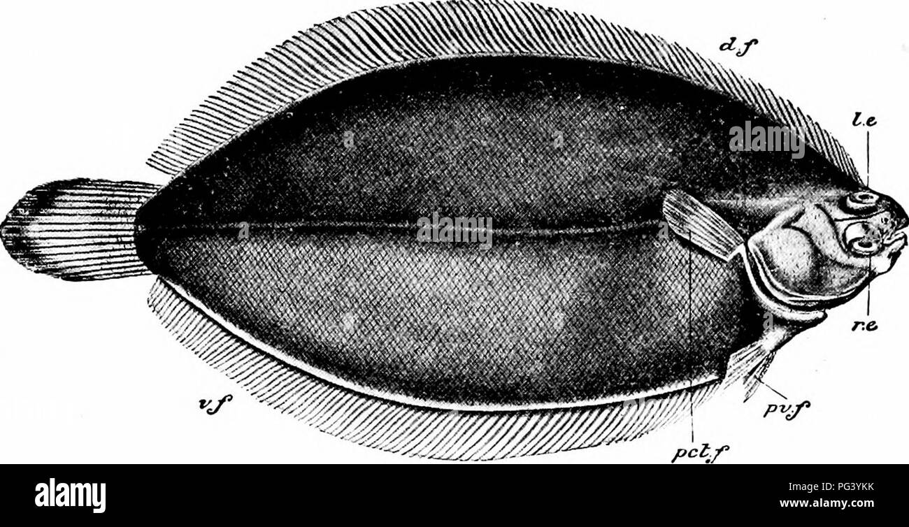 . A manual of zoology. 393 MANUAL OF ZOOLOGY sect. left side. The under side is usually pure white, the upper dark. The eyes are both on the upper side, and the skull is distorted so as to adapt the orbits to this change of position.1. Fig. 237.—Pleuronectes cynoglossus (craig-fluke), from the right side. d. f, dorsal fin; / e, left eye; pet. /, pectoral fin; pv. f} pelvic fin; r. e, right eye; v./, ventral fin. (After Cuvier.) In many Teleostei, such as the eels, the skin is devoid of hard parts ; but in most cases there is an exoskeleton developed in the derm. In the majority this takes the  Stock Photo
