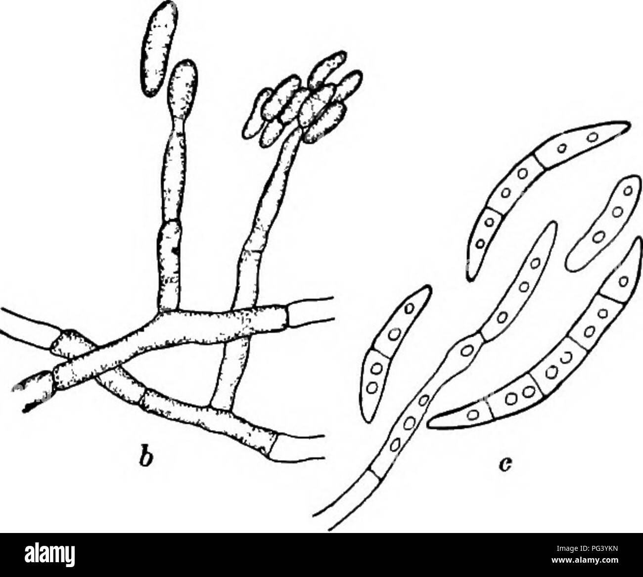 . Fungous diseases of plants : with chapters on physiology, culture methods and technique . Fungi in agriculture. Fig. 99. Neocosmospora vasinfecta. (c after Erw. F. Smith) a, the fungus in xylem of stem; b and c, conidial stages from cultures and hence through the root system. This is believed to be the sole method of infection with the form on cotton and cowpea. It is also believed that healthy plants are directly affected with- out the assistance of any other organism or mechanical effect causing an injury through which the fungus might obtain access. The mycelium of the plant is at first f Stock Photo