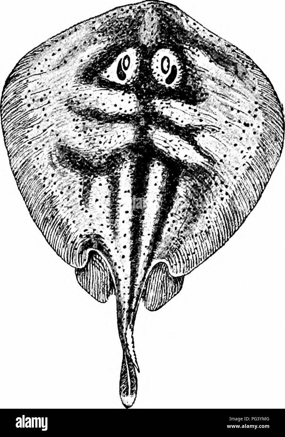 Shark Fin Rays This manual of zoology describes the differences between sharks and ...