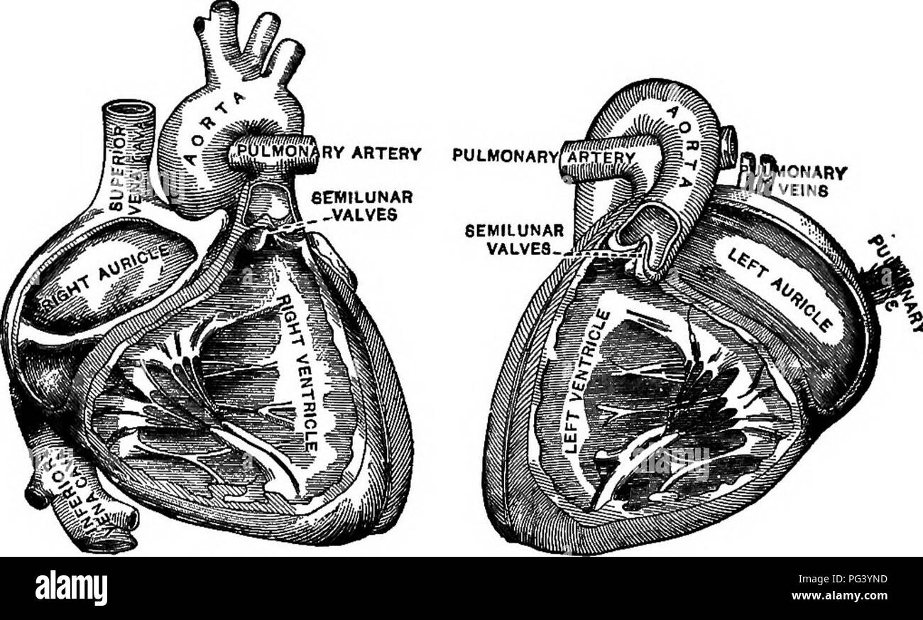 A study of the human circulatory system, focusing on the left and right ...