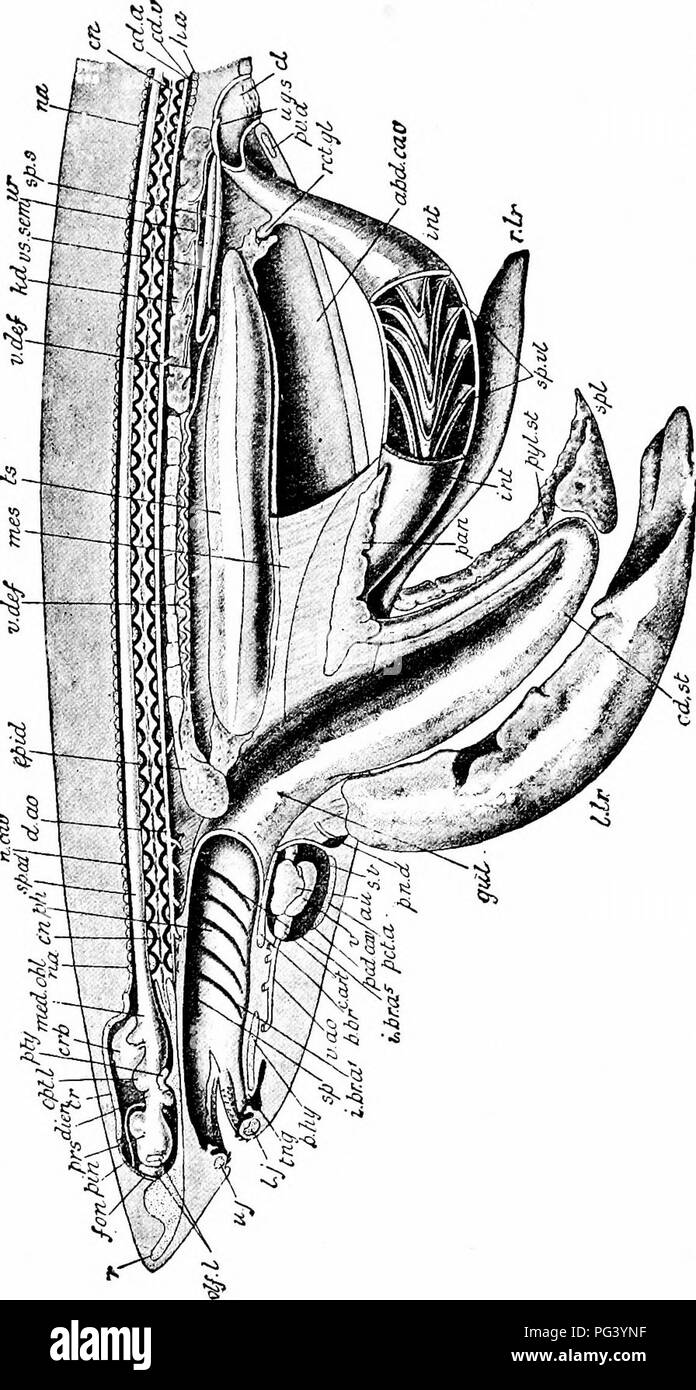 A Manual Of Zoology J U G Quot W 5 E Cj1 To 1 A Quot 3 M 2 3 A P Ij R Gt C R 7 Quot C M Rt B J K E E C