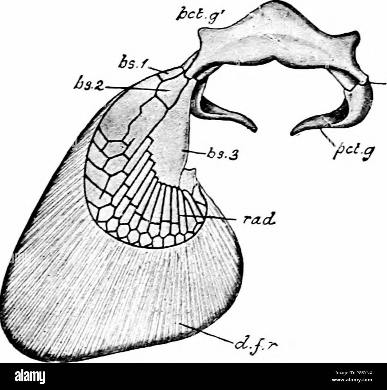 . A manual of zoology. XII PHYLUM CHORDATA 373 number of slender homy ...
