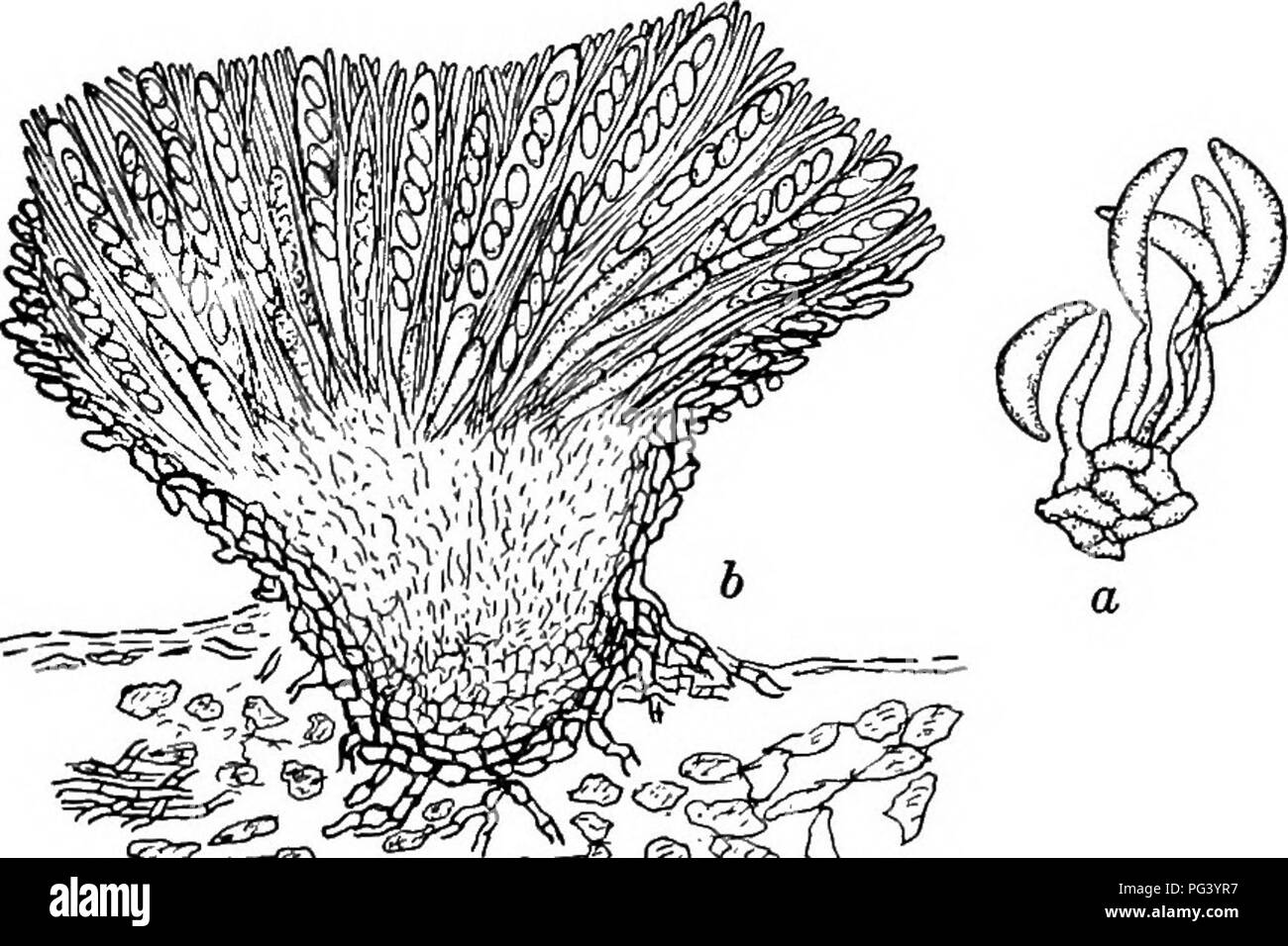 . Fungous diseases of plants : with chapters on physiology, culture methods and technique . Fungi in agriculture. ASCOMYCETES 207 shown in Fig. 80, b. The asci are club-shaped and bear eight hyaline ovoidal spores. The paraphyses are simple or branched, sometimes once-septate and slightly club-shaped. This fungus shows in pure culture certain growth characteristics which seem to differentiate it somewhat sharply from other species of Glceosporium. In the first place it grows slowly upon nutrient agar, several months being required to produce a colony of several millimeters in extent. The hypha Stock Photo