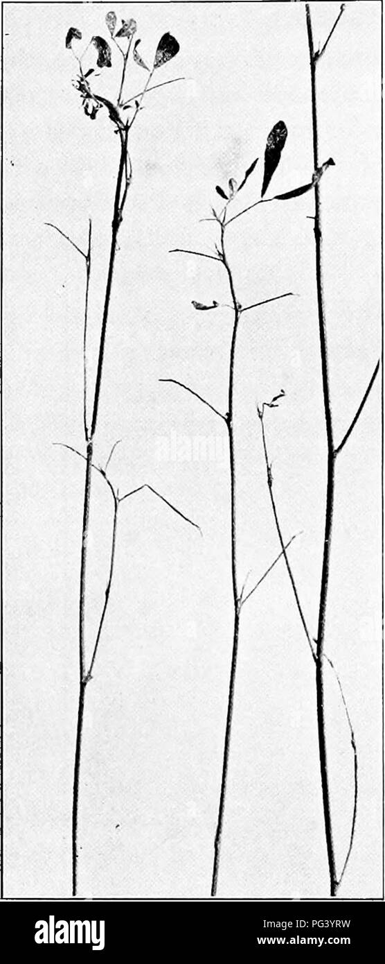 . Fungous diseases of plants : with chapters on physiology, culture methods and technique . Fungi in agriculture. 204 FUNGOUS DISEASES OF PLANTS. Fig. 77 b. Alfalfa defoliated by the Leaf Spot Fungus. (Photo- graph by H. H. Whetzel) Small sooty brown or black spots about -X- inch in diameter are 1 D produced, first evident on the upper surfaces of the leaves (Fig. 78). In these spots there appear later in the season the relatively simple, sessile apothecia, which are formed beneath the epidermis and break through at maturity. The spots are often very numer- ous, causing defoliation of many of  Stock Photo