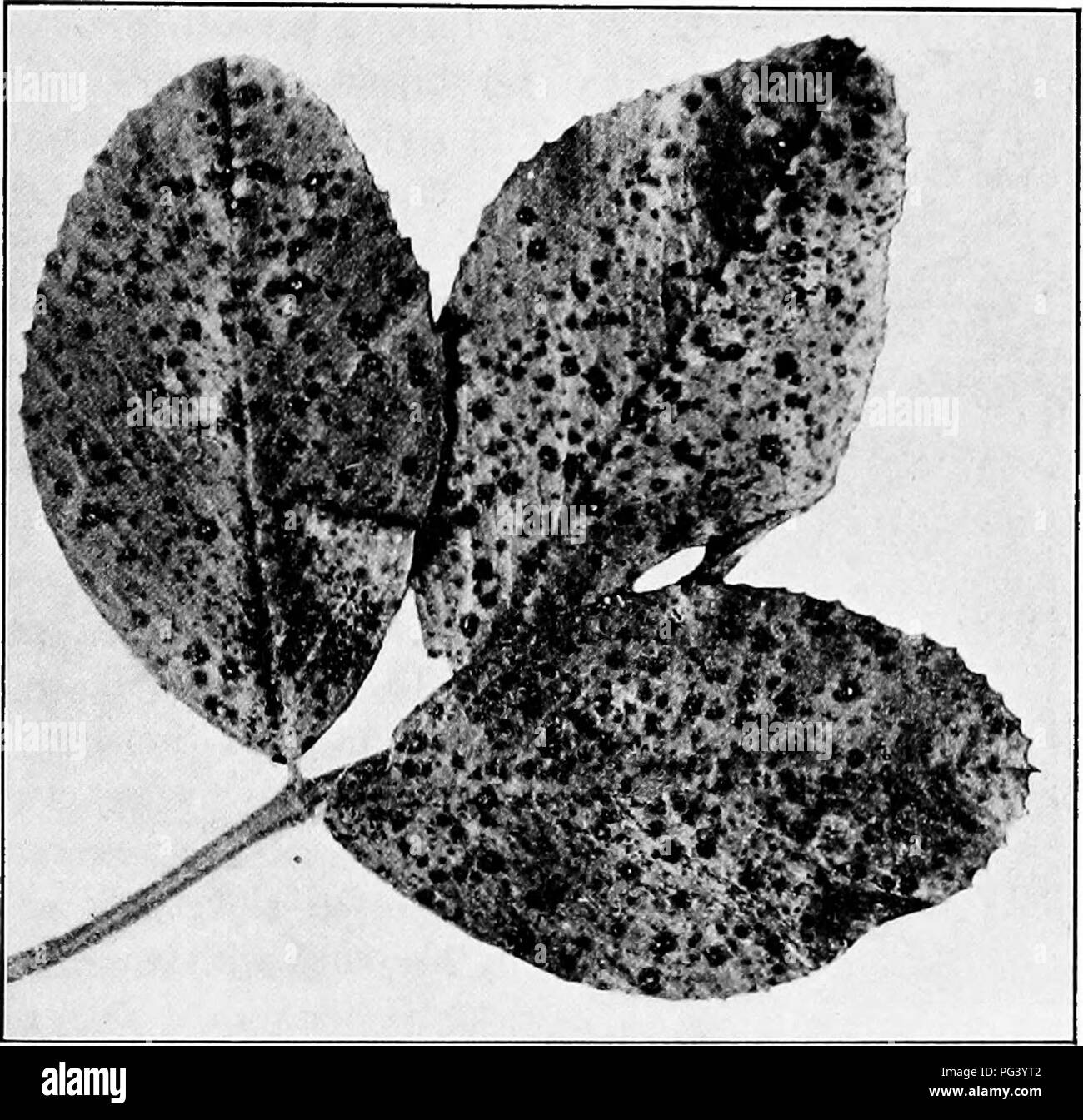 . Fungous diseases of plants : with chapters on physiology, culture methods and technique . Fungi in agriculture. ASCOMYCETES 203 XII. MOLLISIACE^E This family differs from the Helotiaceae largely in texture, the former being tougher, and as a rule made up of hyphal cells modified in a prosenchymatic or fibrous manner. The spores are hyaline and very similar to those of the Helotiacese. The only genus of importance in producing plant diseases is Pseudopeziza.. Fig. 77 a. Alfalfa Leaf Spot. (Photograph by H. H. Whetzel) Pseudopeziza. In this genus the apothecium is formed beneath the epidermis, Stock Photo