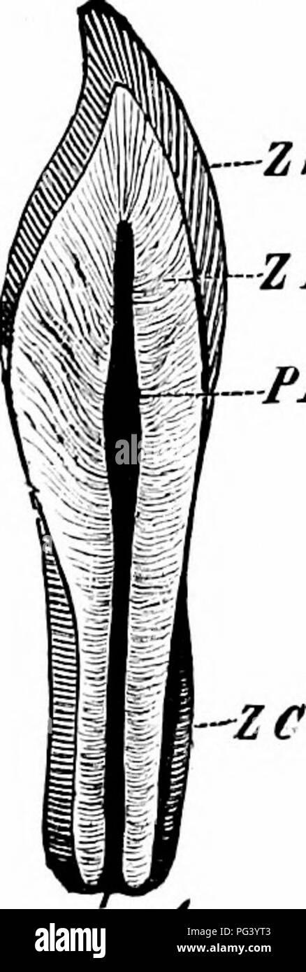 . A manual of zoology. PHYLUM CHORDATA 343 zs IB with the myomeres), indicates that the body, like that of Nereis or an Arthropod, is metamerically segmented. In the lizard and rabbit the metamerism of the muscular sys- tem, though distinguishable at an early stage, becomes lost in the adult, and the muscles take on a much more compli- cated arrangement. On the jaws are a series of teeth, the function of which is to seize the food, and in the rabbit cut it into fragments, and crush it into yet smaller particles, in order to prepare it for the process of digestion. In the dogfish the teeth are Stock Photo