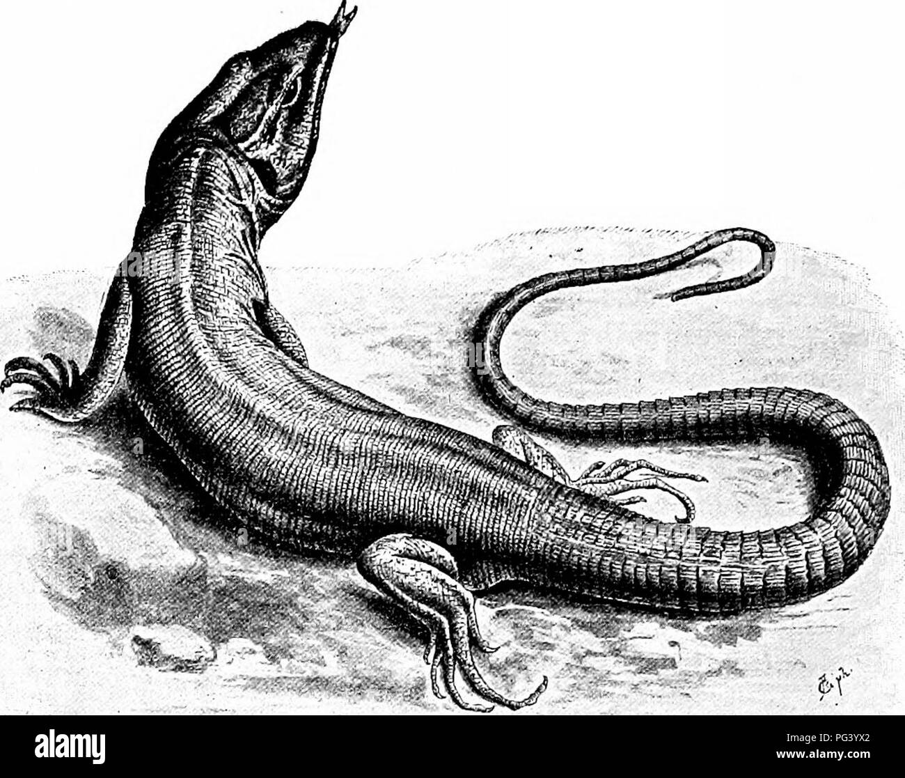 Bearing her teeth Black and White Stock Photos & Images Alamy