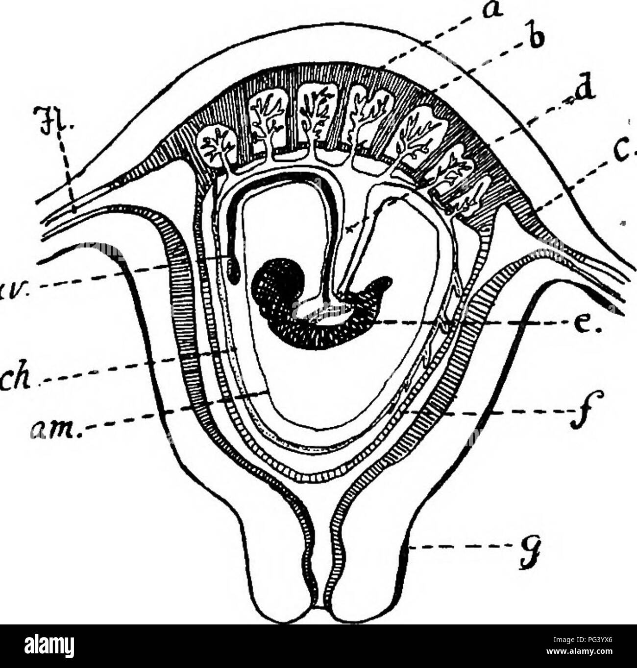 . A text-book of agricultural zoology. Zoology, Economic. 432 MAMMALIA. known as the decidua serotina (6), and that part of the uterine wall not related directly to the vesicle, the decidua vera (c). The chorion is directly attached to the decidua reflexa and serotina. The vascular connection between the reflexa and the chorion atrophies, whilst that between the serotina and the uv-. FlG. 205.—DiAGBAMMATIC SectIOIT OF PREGNANT HUMAN UTERUS WITH CONTAINED FCETUS. (Z, Allantoic stalk; uv, umbilical vesicle; am, aiunion; eft, chorion; b, decidua sero- tina ; c, decidua vera; /, decidua reflexa; F Stock Photo