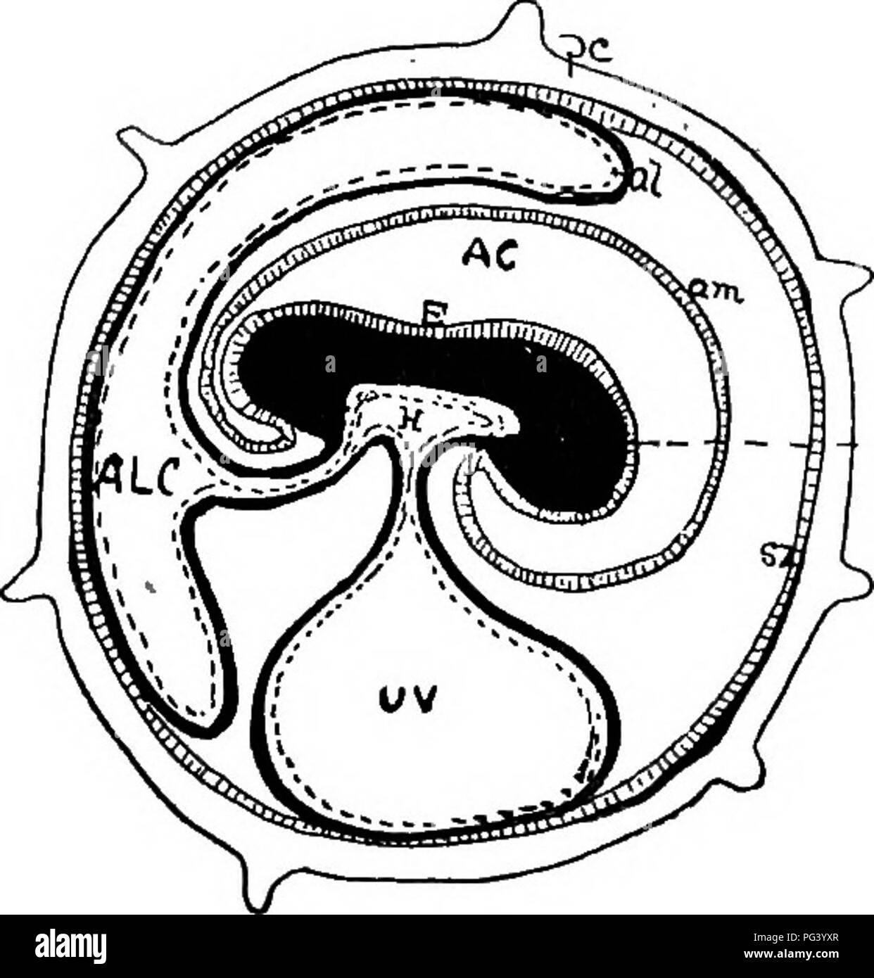 . A text-book of agricultural zoology. Zoology, Economic. DEVELOPMENT OF MAMMALIA. 429 attached to the parent by means of a membrane called the placenta, which more or less closely unites the foetus to the walls of the uterus in which it develops (fig. 205). The placenta is formed by the allantois, the walls of the uterus, and the false amnion. The embryo mammal becomes folded off in a sac, the embryonic sac, just as does the chick, from the yolk-sac, called in the Mammalia the umbilical vesicle {UV). The amnion grows up on each side and unites above the embryo. The inner fold or true amnion t Stock Photo