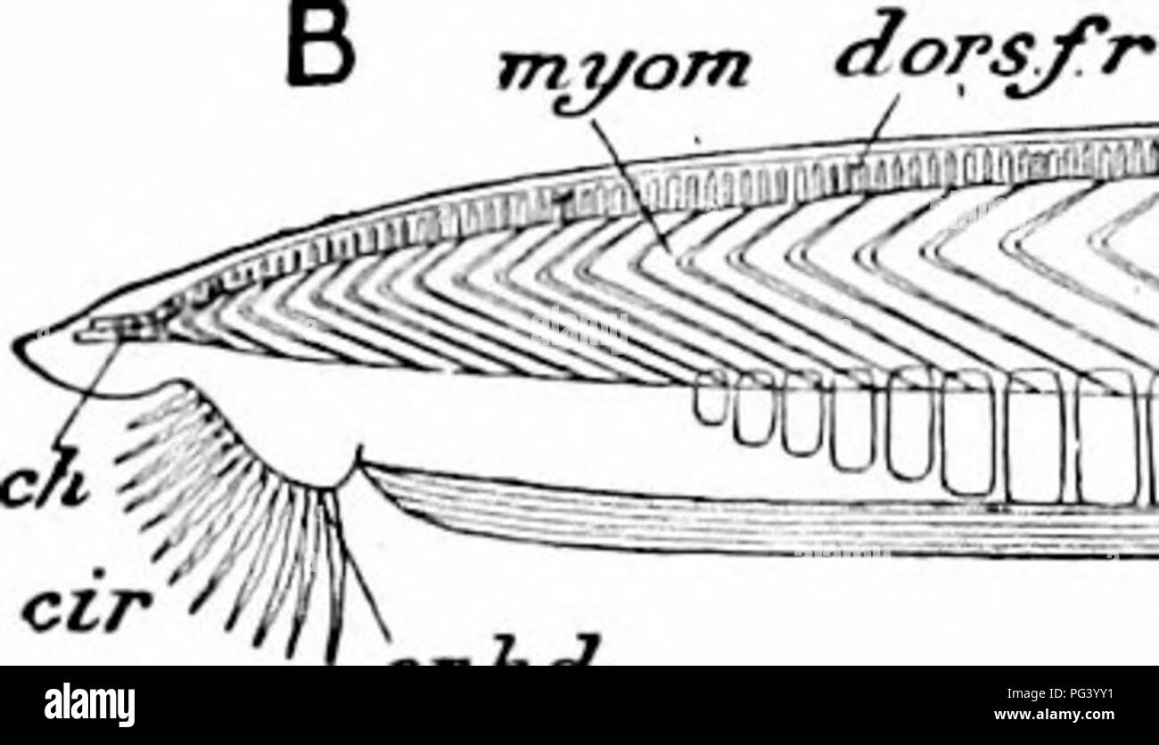 . A manual of zoology. XII PHYLUM CHORDATA 3-3 bers of the sub-phylum, and are best regarded as consti- tuting by themselves a division, which, for reasons which will be manifest shortly, is designated Acrania, the rest of the sub-phylum being known as Craniata. A. THE ACRANIA This isolated group, the Acrania, comprises only a single family, the two genera {Sranchiostoma and Asymmctroii) of which are distin- guished from one another by comparatively slight differences. Branchiostoma (more widely known under the name of Amphioxus), the lancelet, is a small transparent animal, occurring in the s Stock Photo