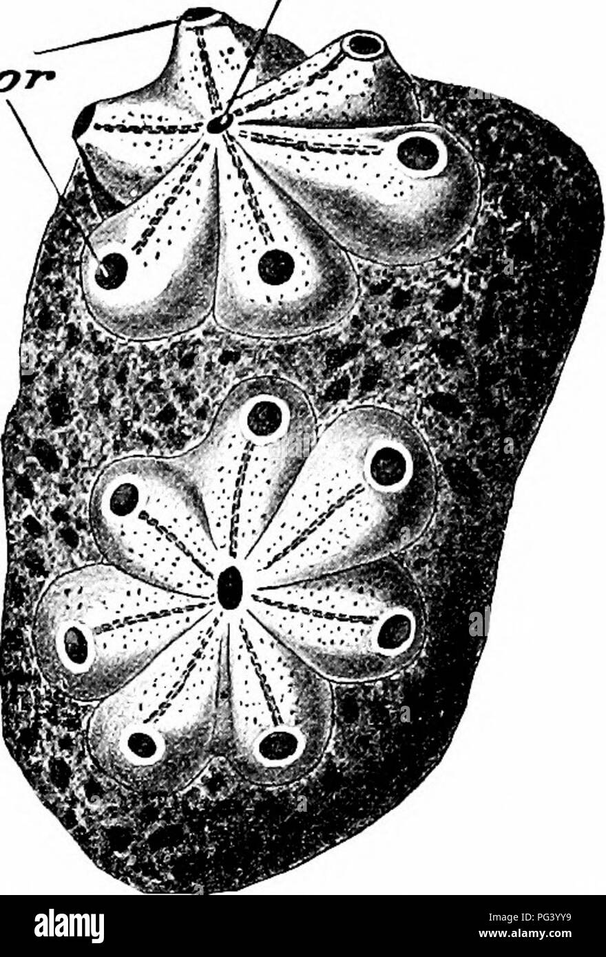 . A manual of zoology. 322 MANUAL OF ZOOLOGY sect. of an Ascidian, being of similar shape, with a rounded body and a long tail-like appendage attached to the ventral side, and with a distinct notochord. This, however, is an adult animal, known as Appendicuia- ria. It never becomes fixed and retains permanently its chordate characteristics. OT&quot;. Fig. 202.—BotryllUS violaceus. or, oral apertures; cl, opening of common cloacal chamber. (After Milne-Edwards.) A number of other Urochorda are permanently free-swimming, but these are all almost, if not quite, as thoroughly metamorphosed as the A Stock Photo