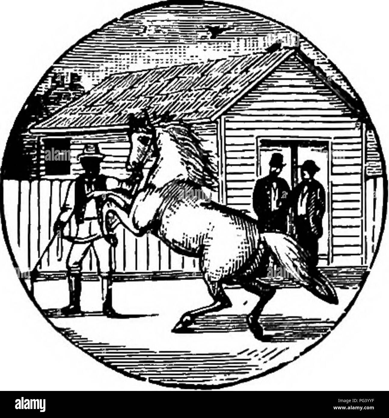 The Family Horse Its Stabling Care And Feeding A Practical