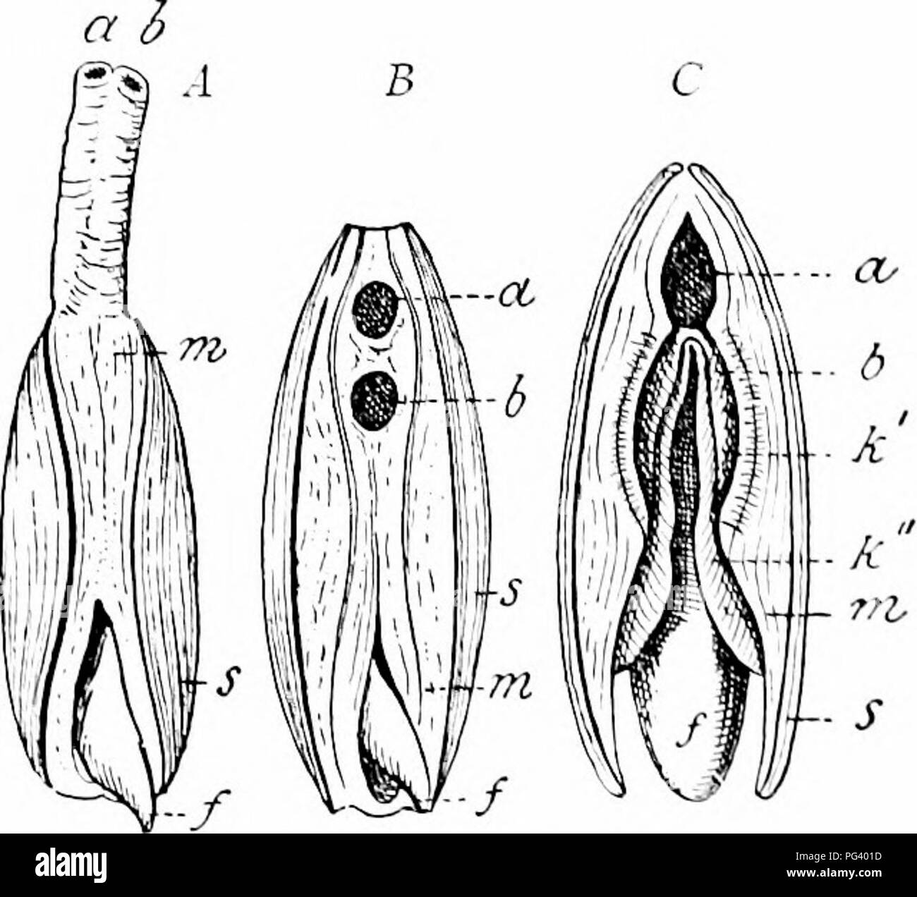 . A manual of zoology. Zoology. us MOLLUSCA arc o]icneil hv an clastic hinge ligaDioit usually placed dorsal to and be- hind ihc l&quot;LiuL,'c. The shell is closed Ijy addiiitor iiiiisclfs which extend through the IkhIv from shell to shell, lea-inL^ their impressions on the inner surface (I'ig. 310). Usually there occur an anterior and a posterior adductor ciiually well developed (Ditnyaria); less frei|ueinly the anterior is rudimentary (Heteromyaria) or entirel)' disappears (Monomyaria). ^^'hen the muscles are relaxed the elastic ligament opens the 'al-es. The Inirroiloiil hinge is the ty Stock Photo
