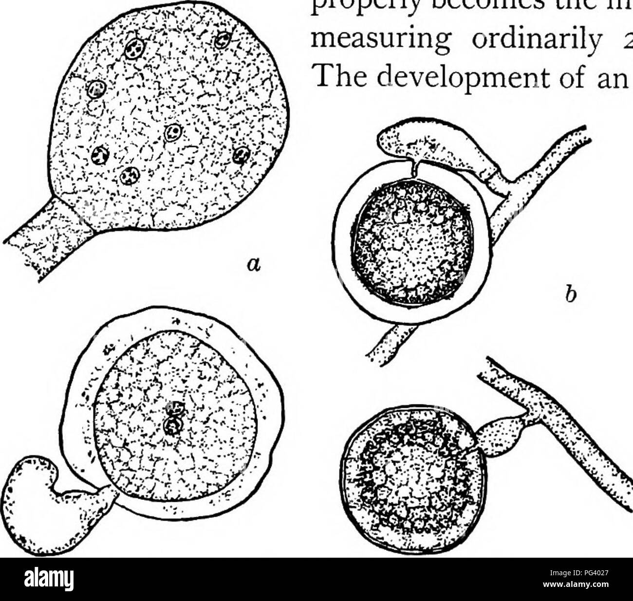 . Fungous diseases of plants : with chapters on physiology, culture methods and technique . Fungi in agriculture. 144 FUNGOUS DISEASES OF PLANTS has been carefully studied, and the evidence must be accepted. Subsequently, a thick wall forms about the oosphere, which now properly becomes the mature egg, or oospore, measuring ordinarily 25-35^ in diameter. The development of an oospore may be com- pleted, under favor- able conditions, in a single day. Since this fungus may readily con- tinue its growth into dead tissues it may be cultivated indefinitely in Van Tieghem cells or in specially devis Stock Photo