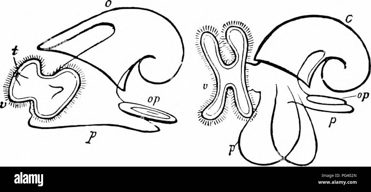 . A manual of zoology. Zoology. I. AMPHINEURA 315 veliger arises from the velum, a strong circle of cilia, which surrounds a velar field in front of the mouth, and which serves as a locomotor organ for the larva. In some cases (fig. 314, B) it is lobed like the trochus of a Rotifer. The veliger recalls the annelid trochophore and serves for the distribution of the species; it is therefore of great importance for animals. Fig. 314.—Veliger stages, .1, of a snail; B, of a Pteropod (from Gegenbaur). 0, shell; op, operculum; p, foot; t, tentacle; v, velum. which, like most molluscs, are sedentary  Stock Photo