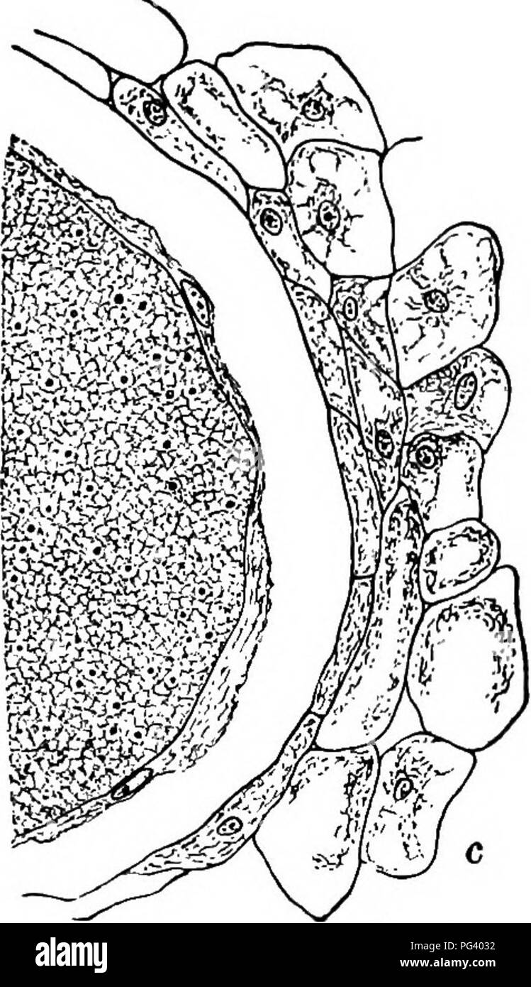. Fungous diseases of plants : with chapters on physiology, culture methods and technique . Fungi in agriculture. Fig. 41. Synchytrium on Puerarta, Stages in the For- mation OF THE POLYNUCLEATE FUNGOUS BODY AND THE Lysigenous Cavity. (After Kusano) The simple protoplasmic mass resulting from the growth of the penetrating swarm spore becomes either a fruit body, sorus, or a resting spore; in the latter case it becomes a fruit body ulti- mately, and this, at maturity, breaks up into numerous sporangia, and may therefore be termed a sorus, each sporangium eventually producing swarm cells. Harper  Stock Photo