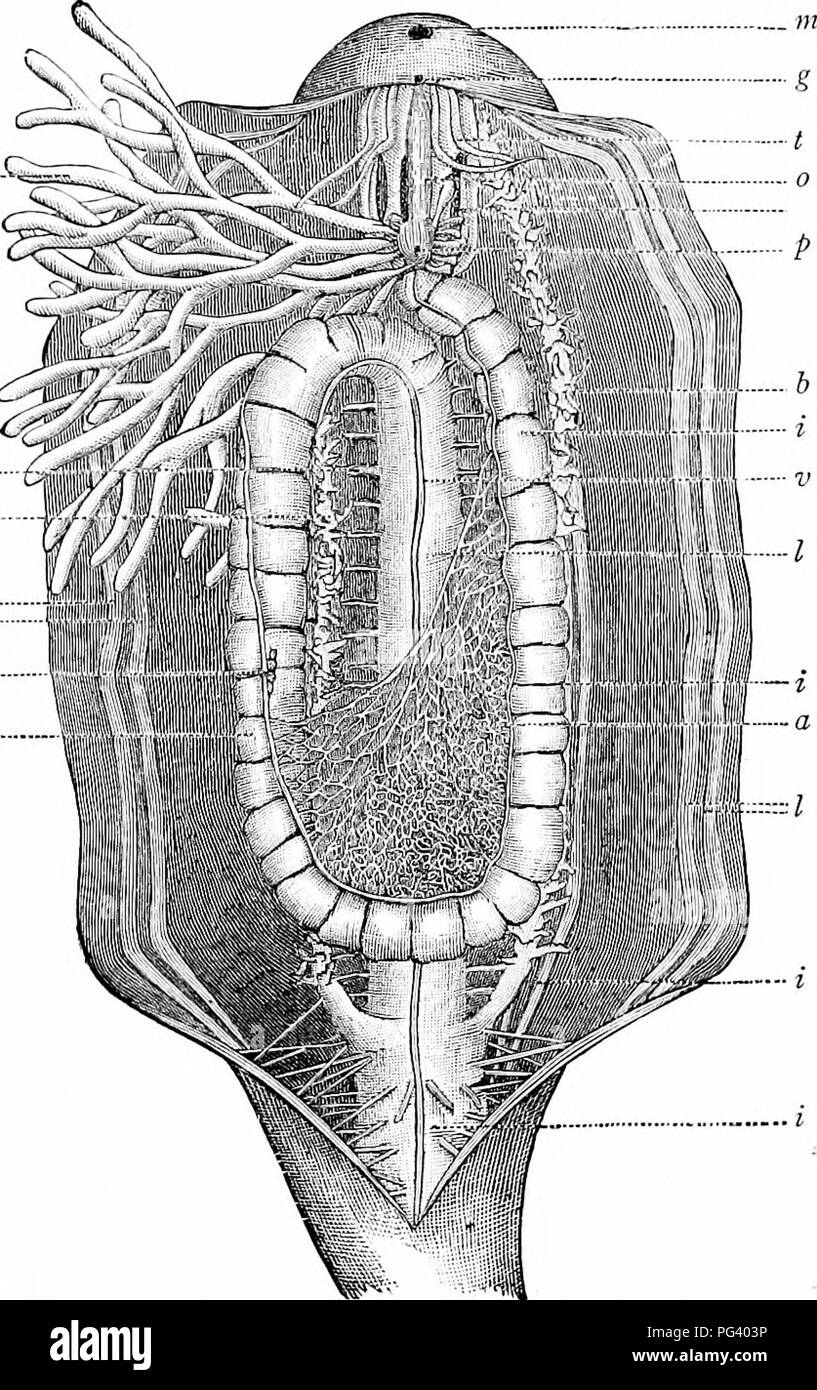. A manual of zoology. Zoology. V. HOLOTHUROIDEA 307 It passes backwards in the median dorsal interradius, forward in the left ventral interradius, and then back in the right dorsal interradius to the anus. It is held in position by mesenteries (fig. 309), and near the anus by numerous muscular filaments. Into the terminal portion one or two / h I d. Fig. 308.—Anatomy o£ Caudina aienala (after Kingsley). a, anastomoses of dorsal blood-vessel; b, branchial tree; d, dorsal blood-vessel;/, mesenterial filaments; g, genital opening; i, alimentary canal; I, longitudinal muscles; in, mouth; o, genit Stock Photo