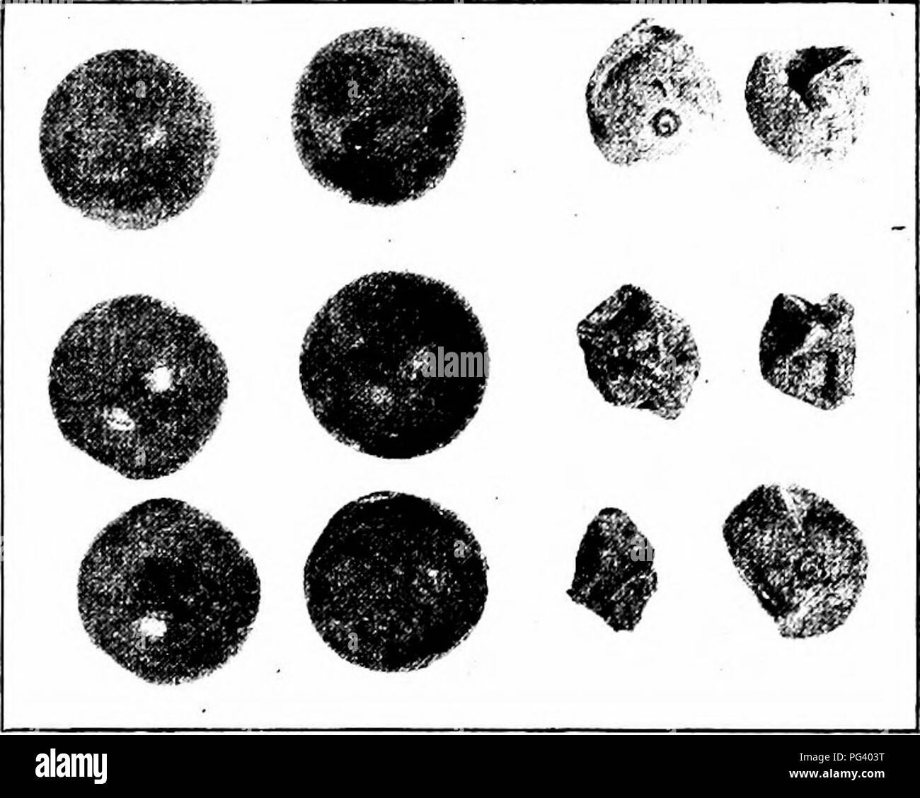 . Manual of fruit diseases . Fruit. GRAPE DISEASES 257 (Fig. 69) very similar to that in the case of the black-rot disease. They shrivel to a mummy as in black-rot, but have a slightly more grayish aspect and the pustules are less numerous and more scattered in dead-arm than in black-rot. Cause of dead-arm. It has been experimentalh- demonstrated that the fungus Cryptosporella Viticola causes dead-arm. From vines which were diseased the previous year pycnospores ooze forth, during wet weather, about the time the buds burst in the spring. These spores are spat- tered promiscu- ously, some of th Stock Photo