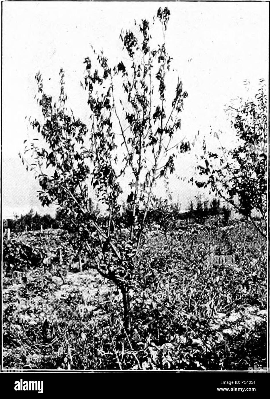 . Fungous diseases of plants : with chapters on physiology, culture methods and technique . Fungi in agriculture. 122 FUNGOUS DISEASES OF PLANTS Burrill, T. J. Blight of Pear and Apple Trees. 111. Indus. Univ. Rept. 10 : 583-597- Jones, L. R. Studies upon Plum Blight. Centrbl. f. Bakt. Paras, u. Infek- tionskr. 9 (Abt. II): 835-841. 1902. Waite, M. B. Cause and Prevention of Pear Blight. Year Book U. S. Dept. Agl. (1895): 295-300. Waite, M. B. Pear Blight and its Control in California. State Hort. Com. of Calif. (Special Report) (1906): 1-20. Whetzel, H. H. The Blight Canker of Apple Trees. Co Stock Photo