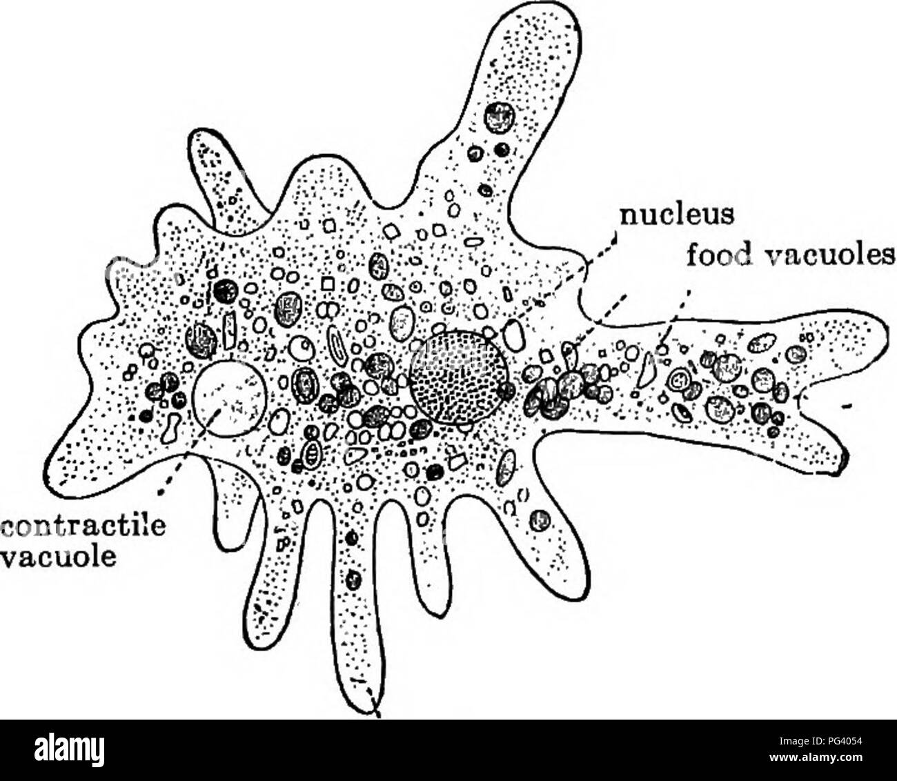 . Elementary biology, animal and human. Biology. PARAMECIUM AND ITS BELATIVES 171 C Excretion of liquid waste. Look for a clear, roundish spot in the amoeba which at intervals disappears. This is the contractile vacuole. The liquid waste flows into this space and then the protoplasm pushes together and forces the waste out of the body. 1. Describe in your own words the. appearance and action of the contractile vacuole. 2. Sketch the contractile vacuole in your drawing of the amoeba ' and label. 126. A comparison of Paramecium and amceba. — Both amoeba and Paramecium are animals so small that t Stock Photo