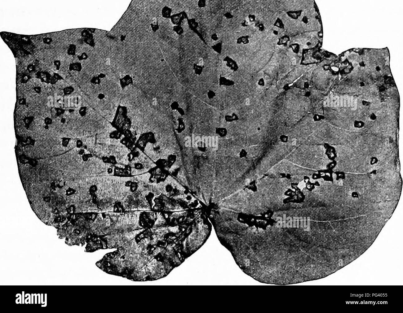. Fungous diseases of plants : with chapters on physiology, culture methods and technique . Fungi in agriculture. ^sr^C:. Fig. 30. Angular Leaf Spot of Cotton. (Photograph by Erwin F. Smith) spots turn purple and finally become dry and brown. The disease is apparently widely distributed in the southern states, but the organism has not yet been fully described.1 X. PEAR BLIGHT Bacillus amylovorus (Burrill) De Toni Arthur, J. C. Diseases of the Pear. N. Y. Agl. Exp. Sta. Rept. 3: 357-367. 1884. Arthur, J. C. History and Biology of Pear Blight. Proc. Phil. Acad. Nat. Sci. (1886): 322-341. pi. 3.  Stock Photo