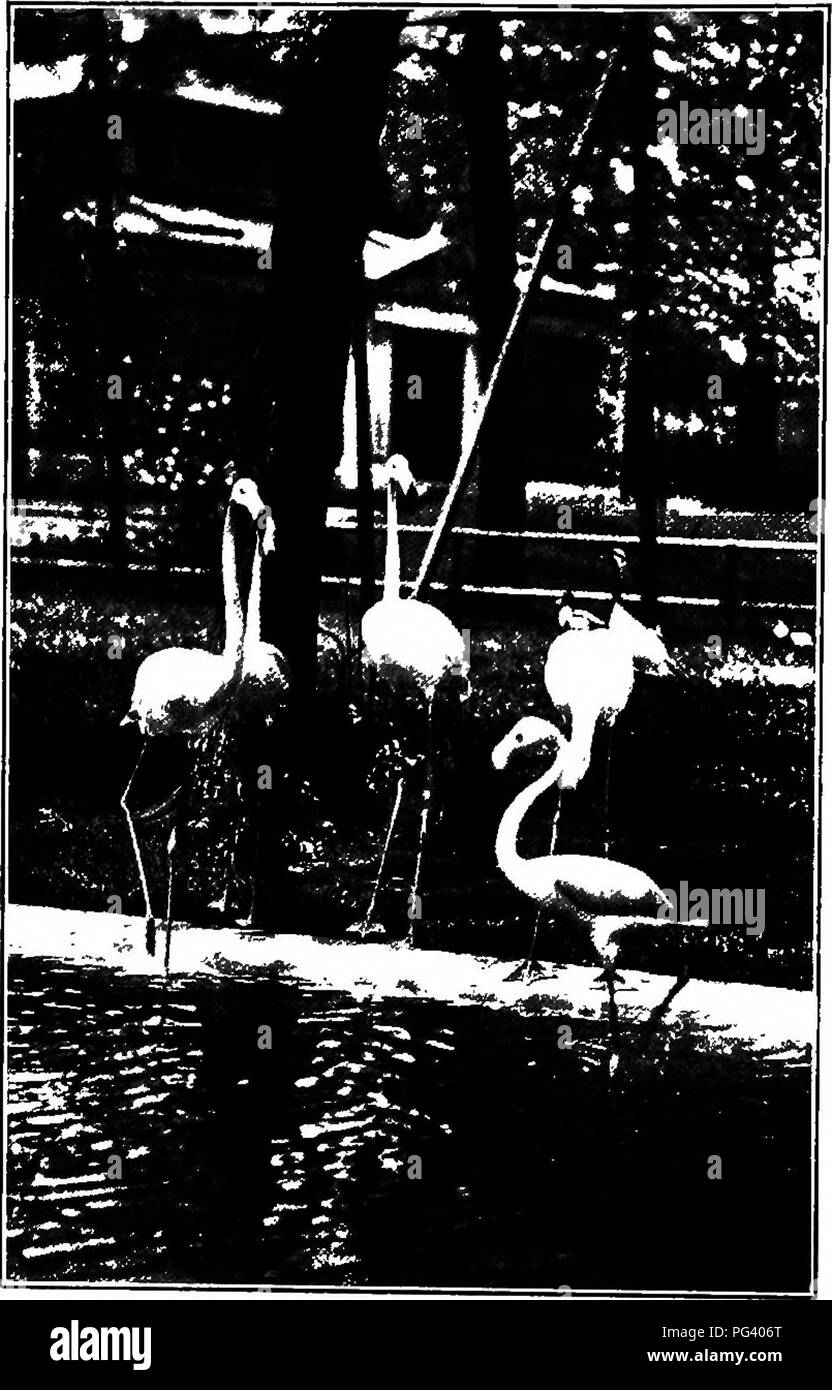 . Elementary biology, animal and human. Biology. 76 ANIMAL BIOLOGY thrush family. The total number of species of the perching birds is far greater than that of all other species taken together. We shall now group together a few of the more closely related orders, and discuss somewhat their characteristic adaptations of structure.. Fig. 61. — Flamingoes. (Photographed in N. Y. Zoological Park, by E. R. Sanborn.) 68. Webfooted birds (swimming birds). — In this group we include several orders of birds that have webbed feet, which fit them. Please note that these images are extracted from scanned  Stock Photo