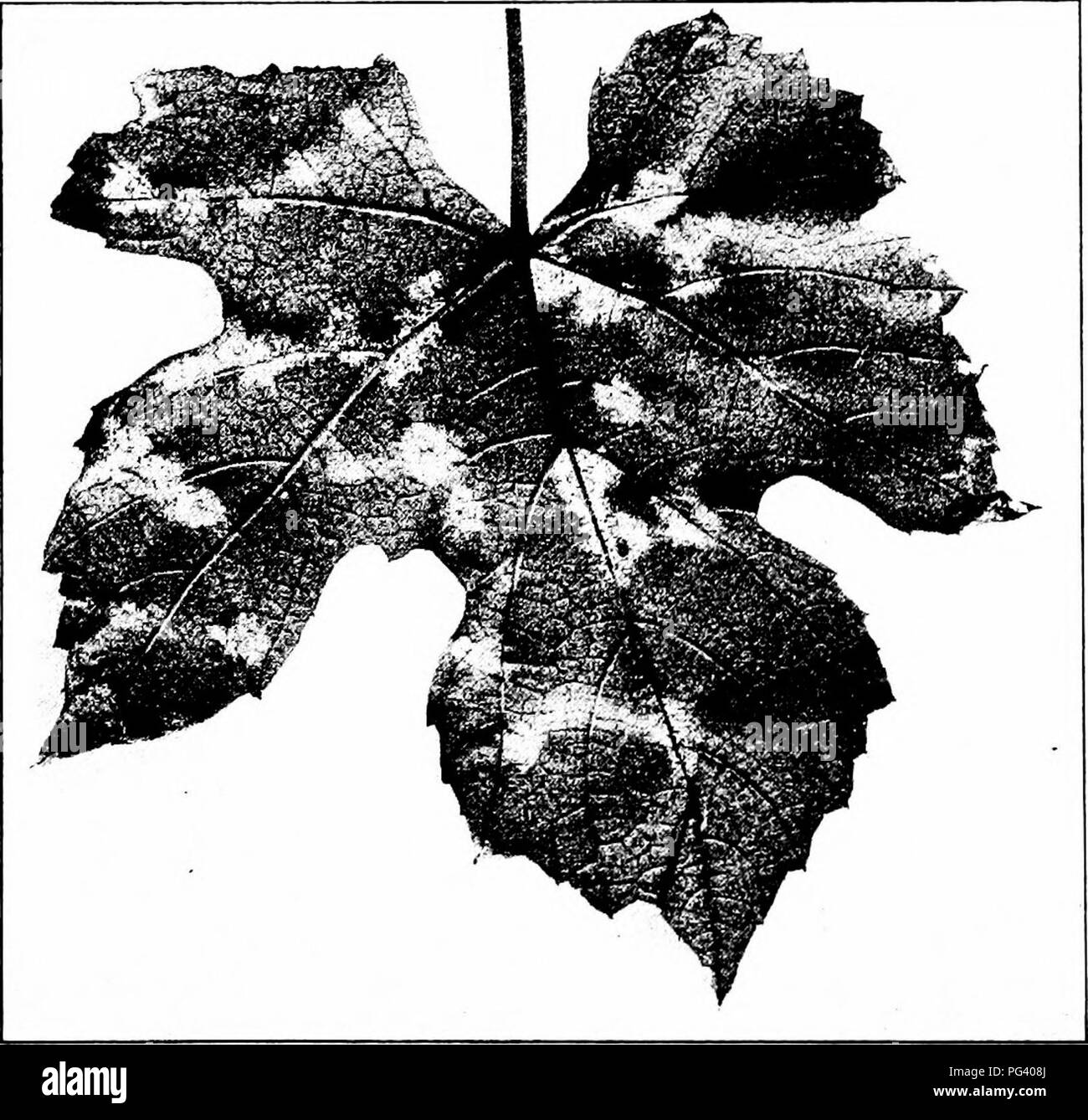 . Manual of fruit diseases . Fruit. 238 MANUAL OF FRUIT DISEASES Symptoms. On the upper surface of the leaf the first signs of downy-mildew are in the form of small greenish yellow indefinite spots, the margins of which gradually merge into the darker green of. Fig. 61. — Downy-mildew on lower surface of grape-leaf. the leaf. In a short time there appears within the spot a net- work of small, reddish brown lines, the discolored smaller veins. These lines become more pronounced until the whole diseased portion is brown, dry and brittle, and eventually cracked. These symptoms apply particularly  Stock Photo