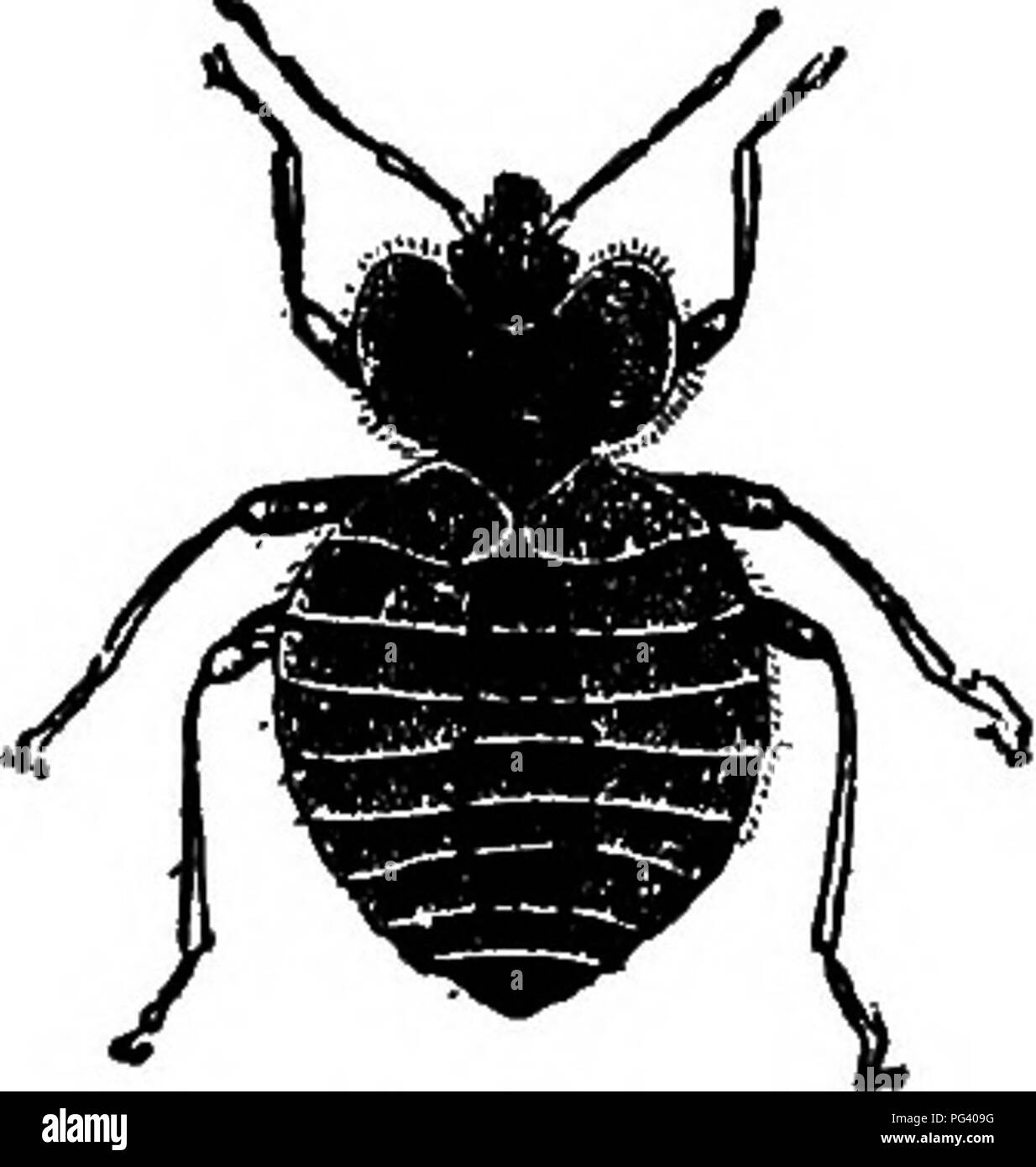 . Elementary biology, animal and human. Biology. 60 ANIMAL BIOLOGY bug, cockroaches, plant lice, human lice (Fig. 44), bedbugs (Fig. 45), carpet beetles, lady bugs, scavenger beetles, ichneumon fly. 46. Annual loss due to insect pests of the United States.' — &quot; In no comitry in the world do insects impose a heavier tax on farm products than in the United States. The losses resulting from the depredations of insects on all the plant products of the soil, both in their growing and in their stored state, together with depredations on live stock, exceed the entire expenditures of the national Stock Photo