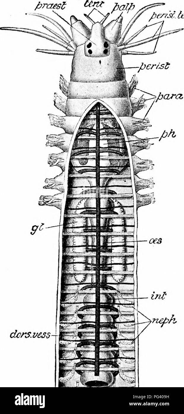 . A manual of zoology. . hni ^&gt;nepk. e-T - Fig. 109.— Nereis dumerilii. Semi-diagrammatic view of the anterior portion of the body, with the dorsal body-wall removed, so as to show the alimentary canal, the septa, the blood-vessels and the nephridia; a portion of the intestine removed so as to show the ventral blood-vessel and nerve-cord which lie below, dors, vess, dorsal vessel; gl, oesophageal glands; ini, beginning of intestine; ne. co, nerve cord; neph. nephridia; ces, oesophagus; palp, palp; pa?-a, parapodia; perist, peristome; perist. tent, peristomial tentacles; //;, pharynx with  Stock Photo