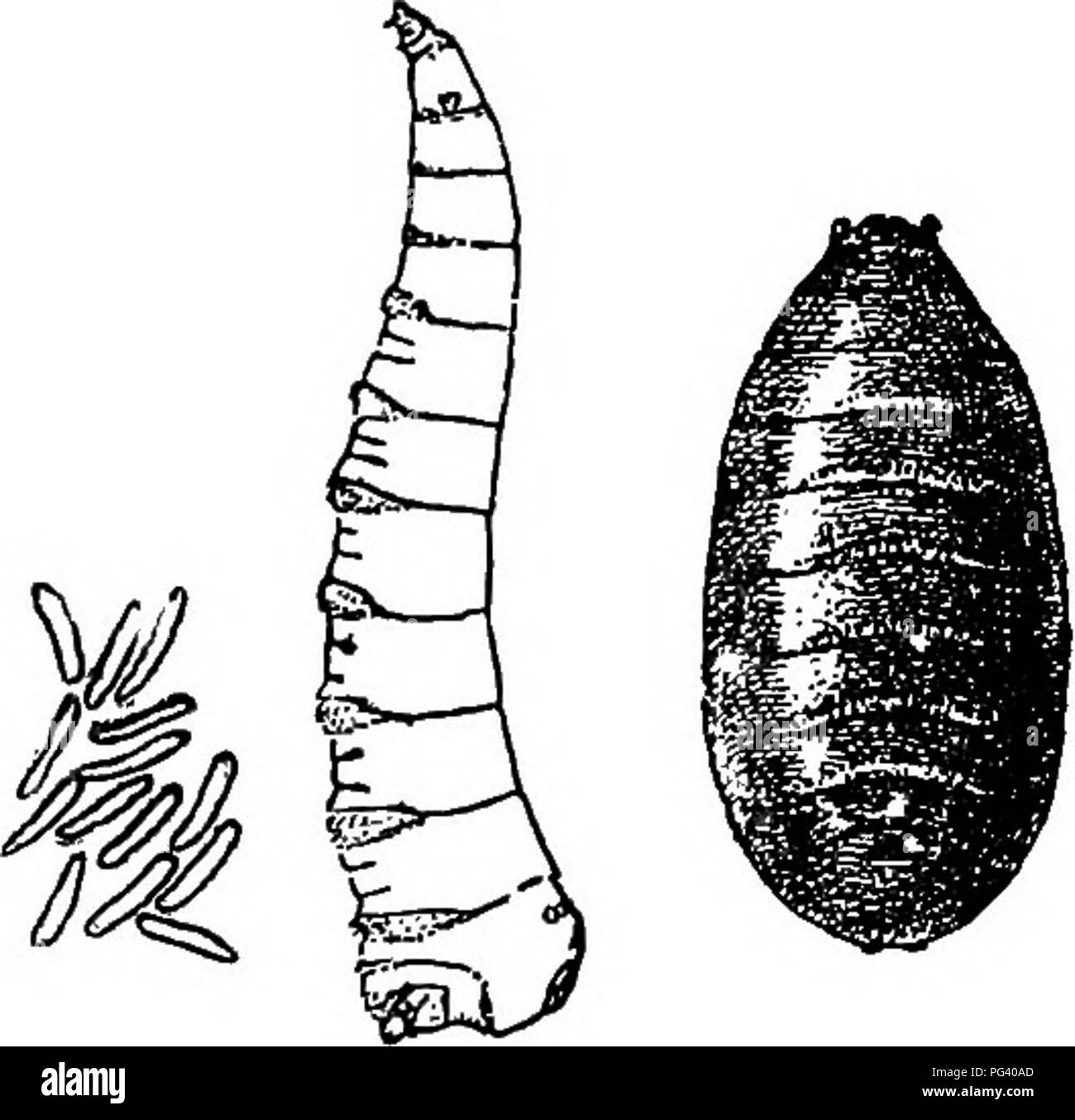 Elementary Biology Animal And Human Biology 58 Animal Bioloor